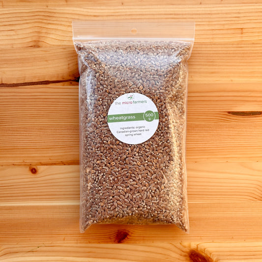 Bulk Wheatgrass Seed | Canadian grown organic hard red spring wheat