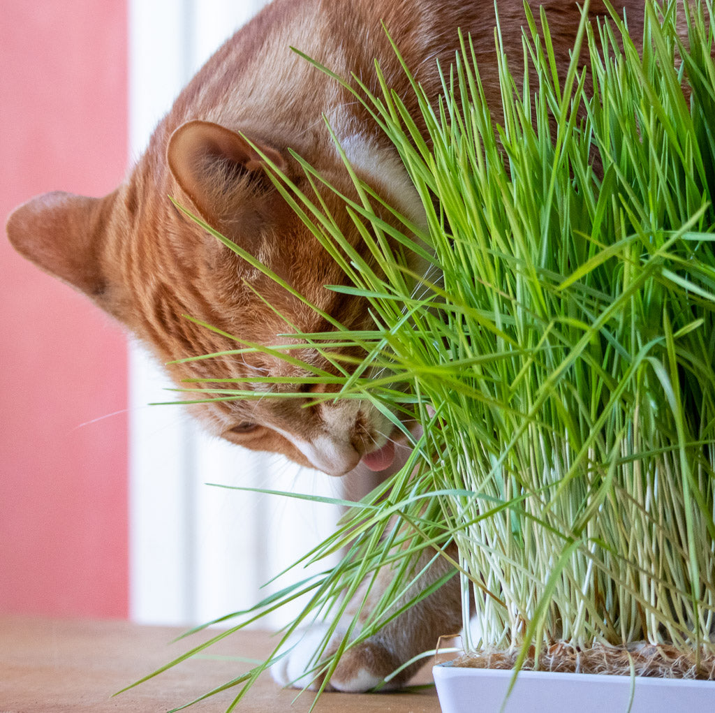 Henry loves eating cat grass.