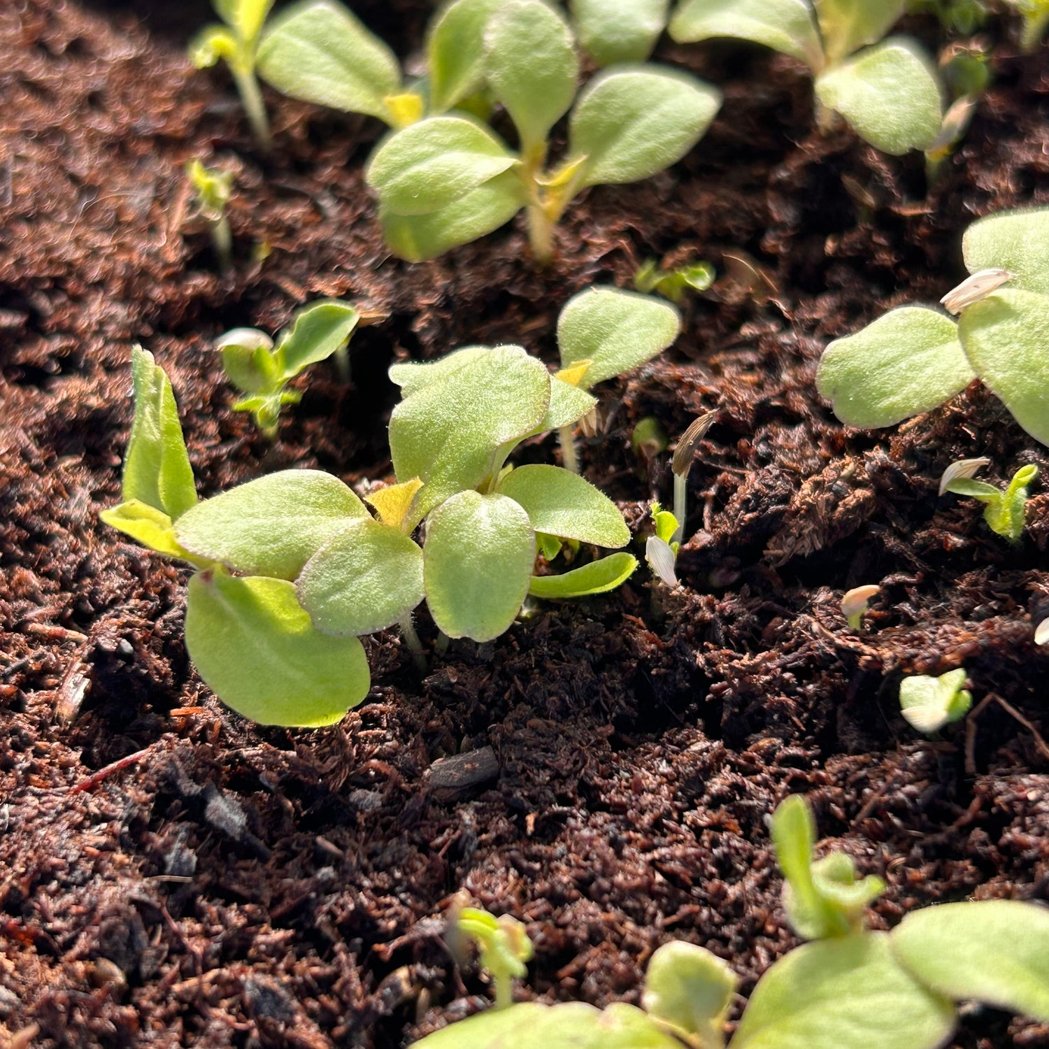 2 week old lettuce seedlings