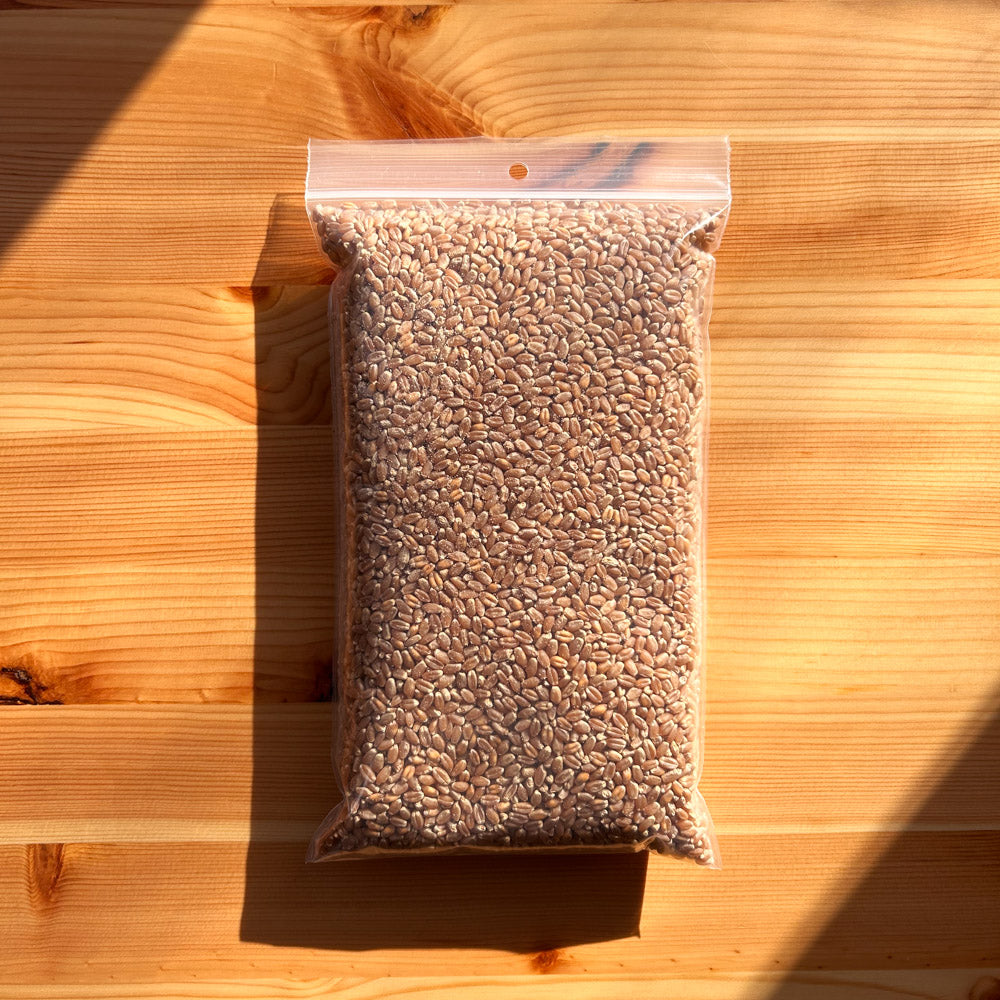 Bulk Wheatgrass Seed | Canadian grown organic hard red spring wheat
