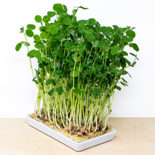peashoot microgreens grow kit | grow a delicious blend of peashoot microgreens with natural hemp grow mats