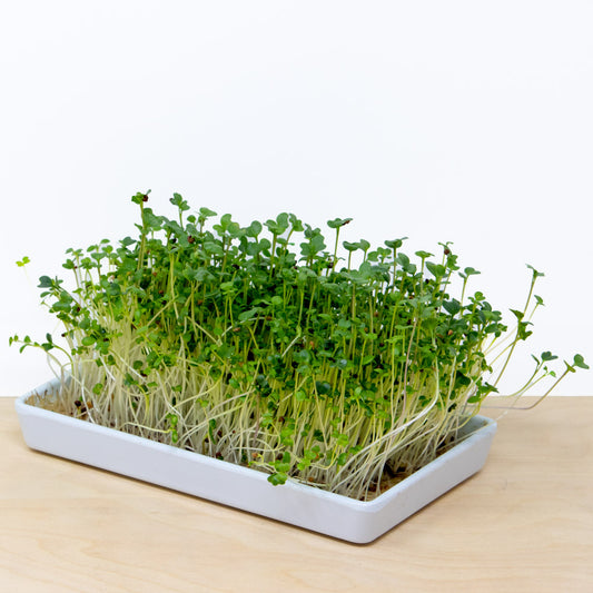 sweet greens microgreens grow kit | grow a delicious blend of broccoli, kale, rapini and clover microgreens