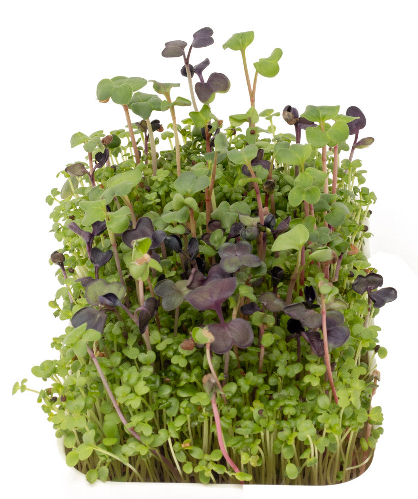 Intro to microgreens grow kit - Tangy Choy organic seed mix (bok choy, turnip, radish, clover)
