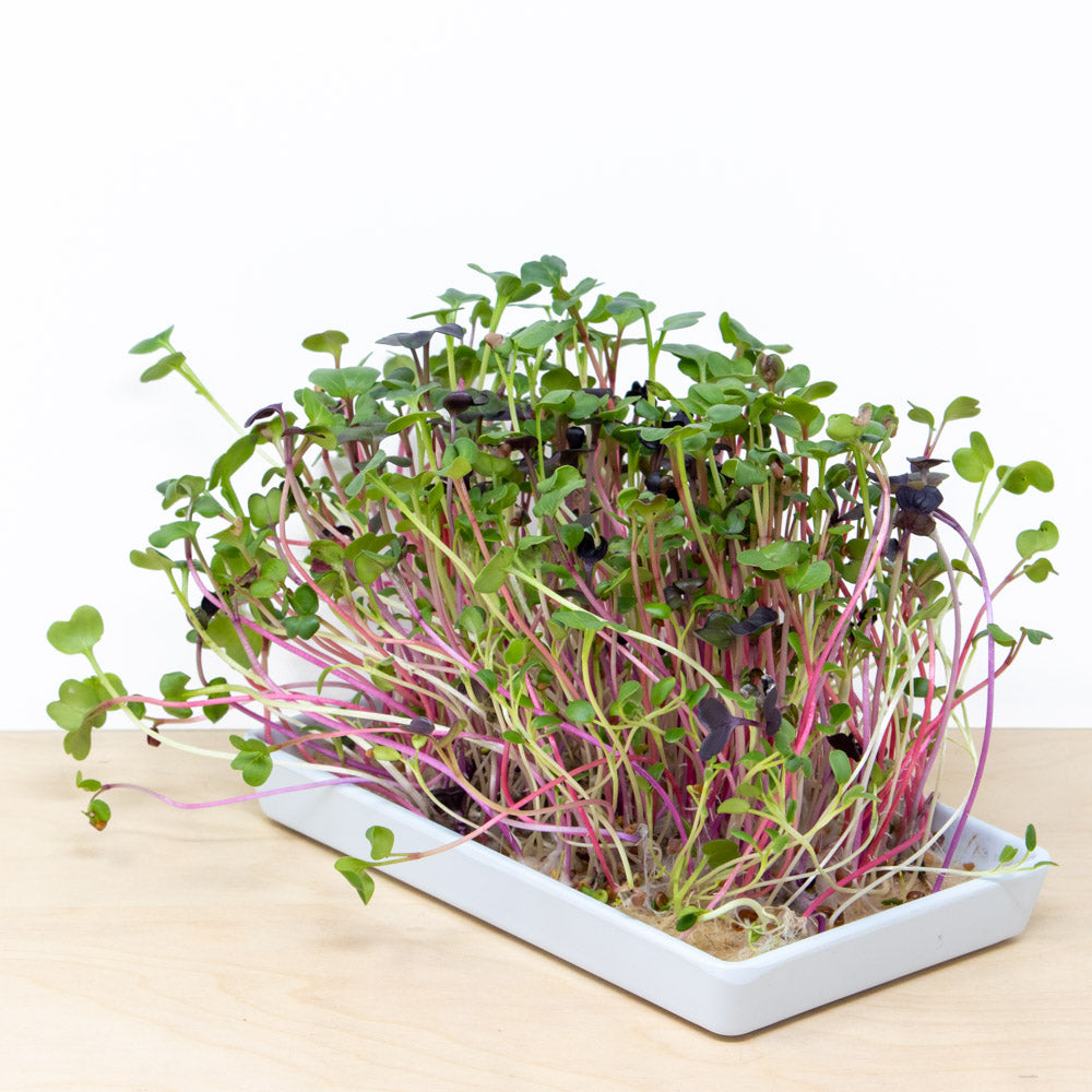 microgreens starter grow kit | reusable grow tray and 4 refills with organic seed mixes and natural grow mats