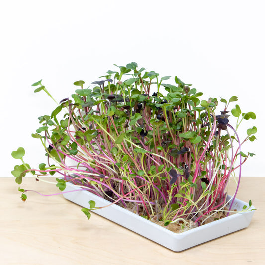 zesty radish microgreen grow kit | 4 refills, easy grow guide and optional reusable grow tray