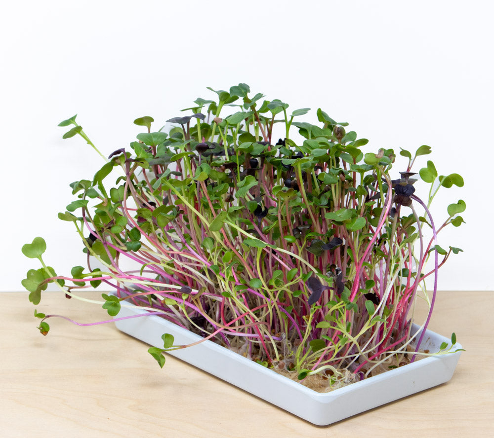 microgreens grow kit with tray | variety pack | 24 refills, 6 reusable trays, organic seed mixes