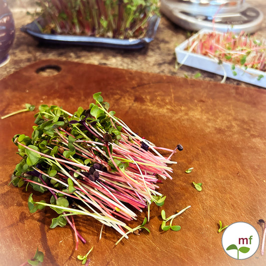 Radish microgreen "recipes", a wheatgrass surprise and an update on the starts