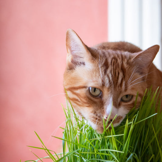 Henry the cat loving his cat grass