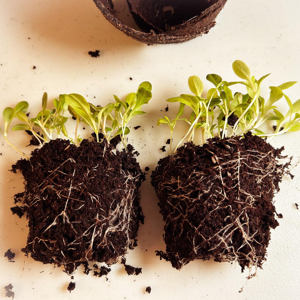 Potting up the lettuce seedlings