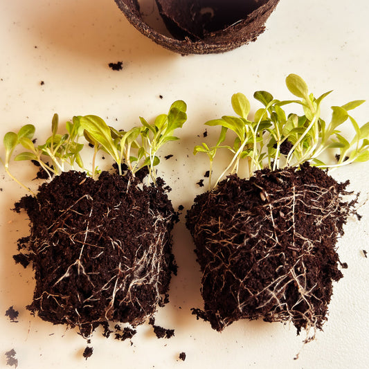 Potting up the lettuce seedlings