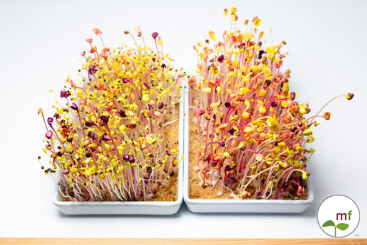 Here come the microgreens