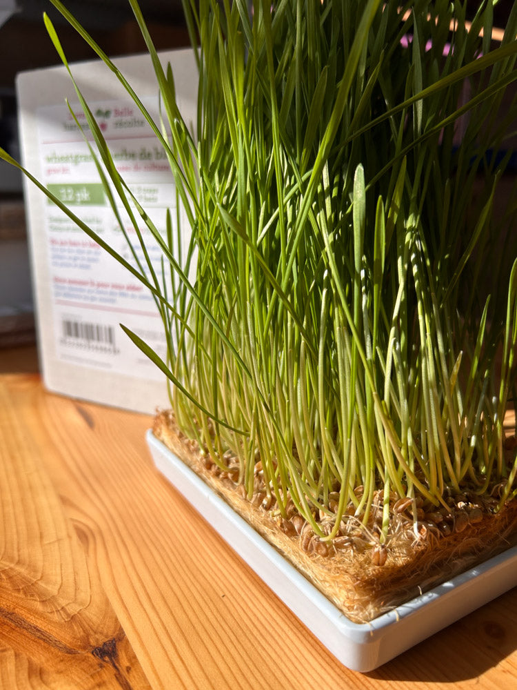 Homegrown Wheatgrass Kit