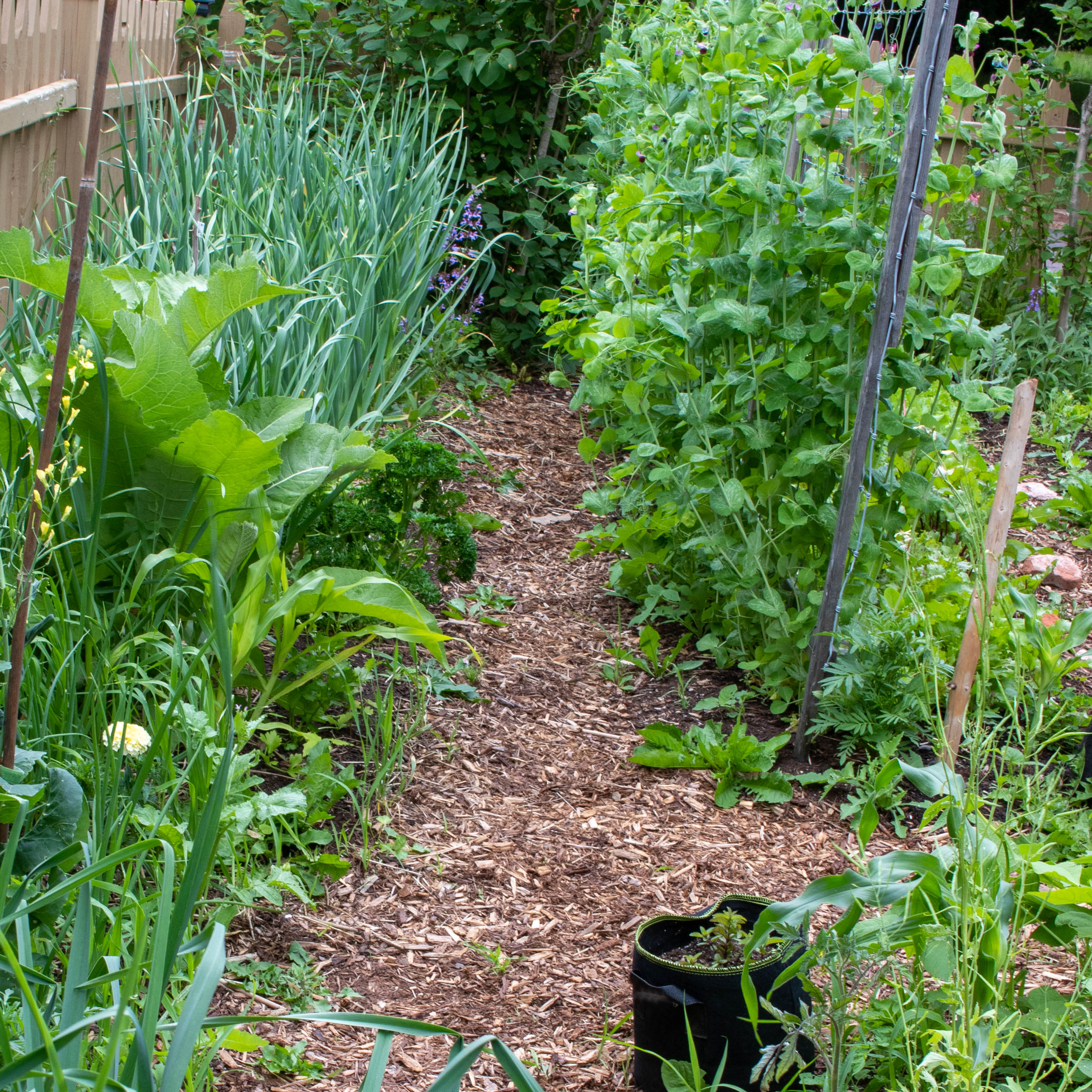 Canadian urban food forest in Summerside PEI