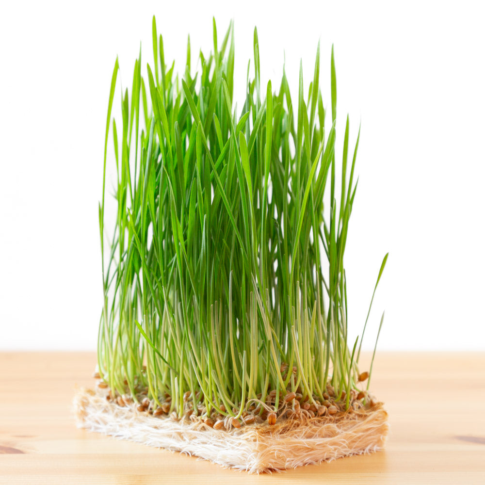 Bulk Wheatgrass Seed | Canadian grown organic hard red spring wheat