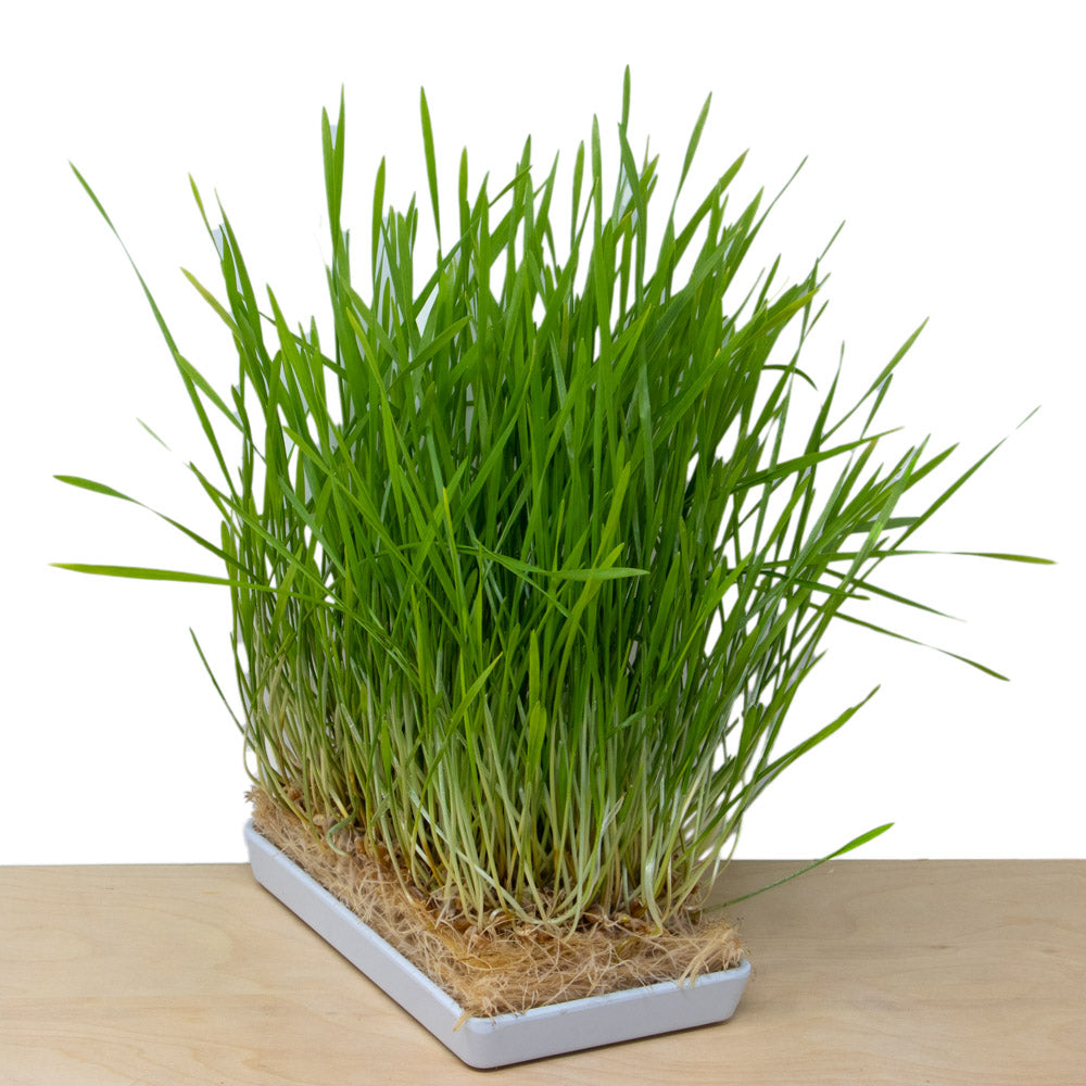 Harvest-ready wheatgrass grown in a micro farmer grow tray