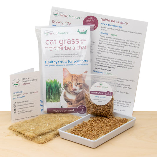Cat Grass / Pet Grass Grow Kits