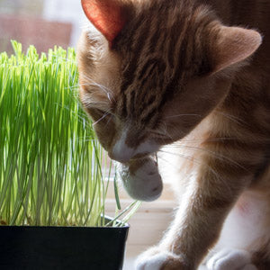 Cat eating catgrass from tray