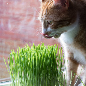 Cat with catgrass