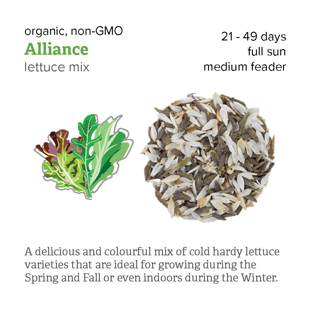 Lettuce Seed - Alliance Mix (cold hardy)