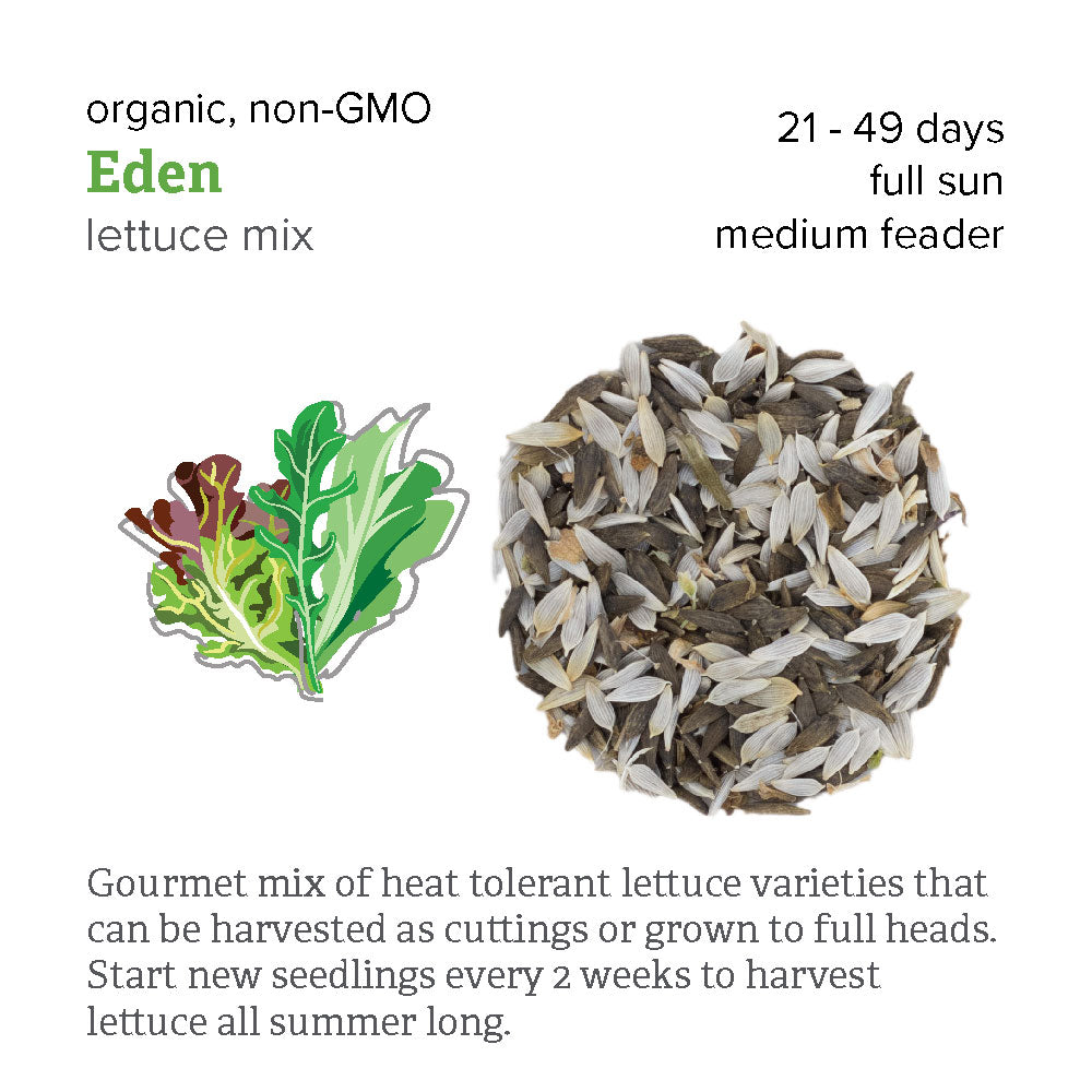 Lettuce Seed - Eden Mix (heat tolerant)