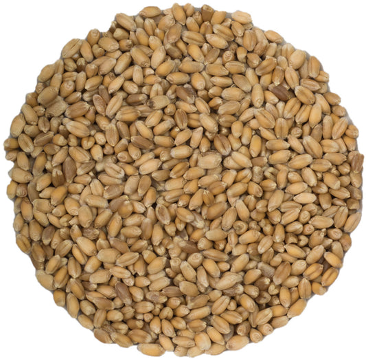 pet grass seed (bulk) | Canadian grown organic hard red spring wheat