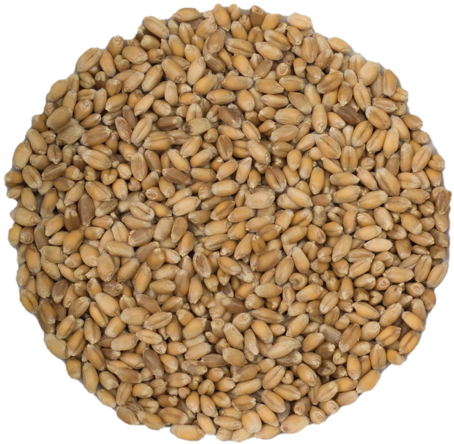 microgreen refill portion | organic sprouting seed and natural hemp grow mat