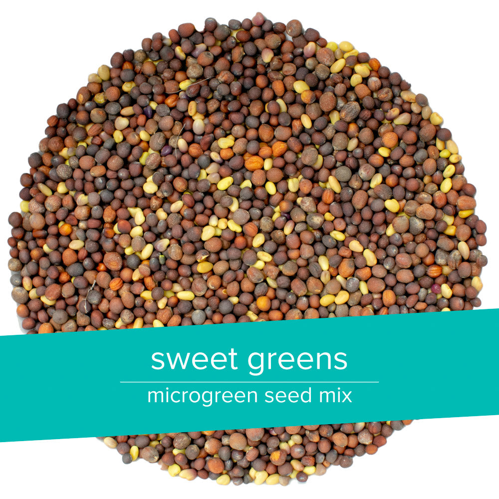 Intro to microgreens grow kit - Sweet Greens organic seed mix (broccoli, kale, rapini, clover)