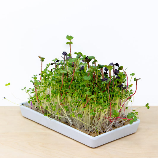 tangy greens microgreens grow kit | grow a delicious blend of collards, komatsuna, turnip, radish and clover microgreens