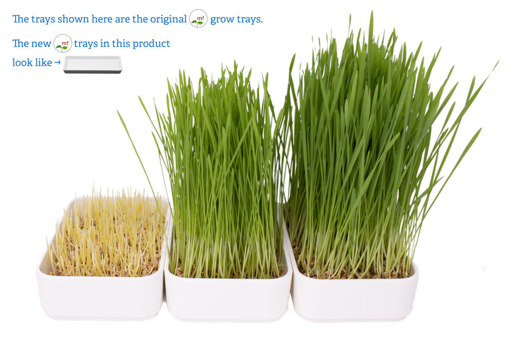 wheatgras grow kit with tray | organic hard red spring wheat seed, natural hemp grow mats