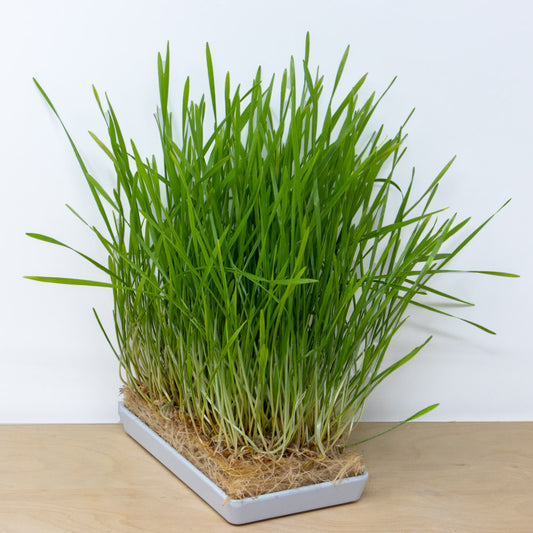 Wheatgrass Intro Grow Kit