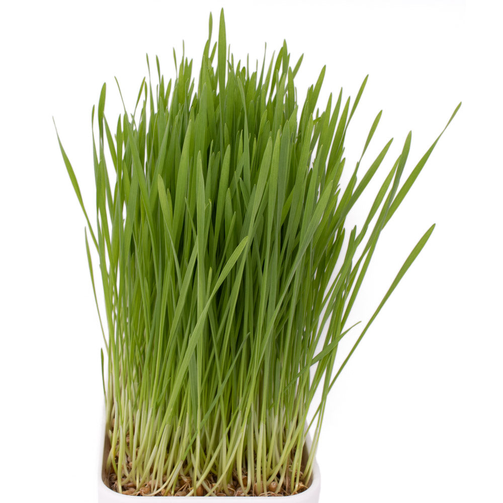 Wheatgrass Intro Grow Kit