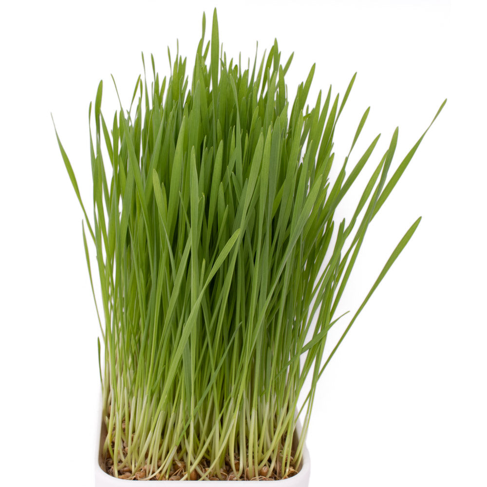 Homegrown Wheatgrass Starter Kit