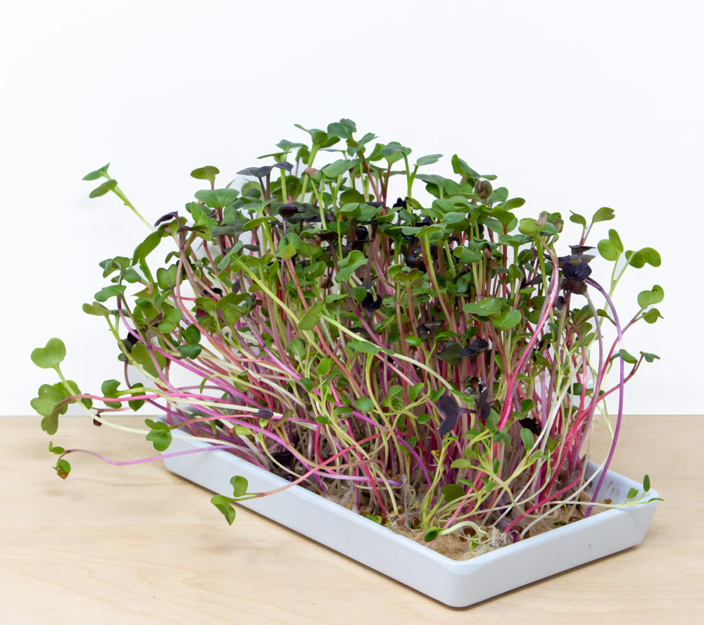 Micro Farm Microgreen Grow Kit | 24 refills, 6 reusable trays, Organic Seed Mixes