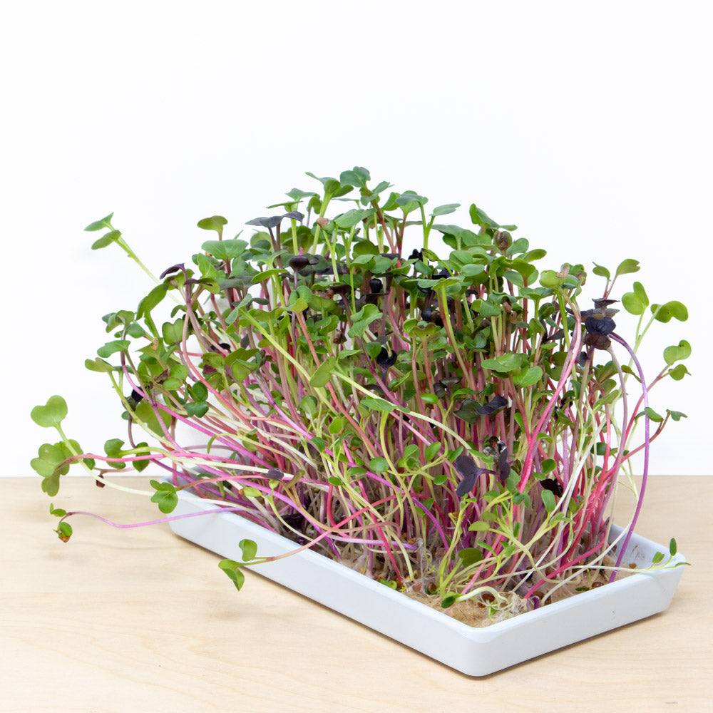 Microgreen Grow Kit | 12 refills, 3 reusable trays, Organic Seed Mixes